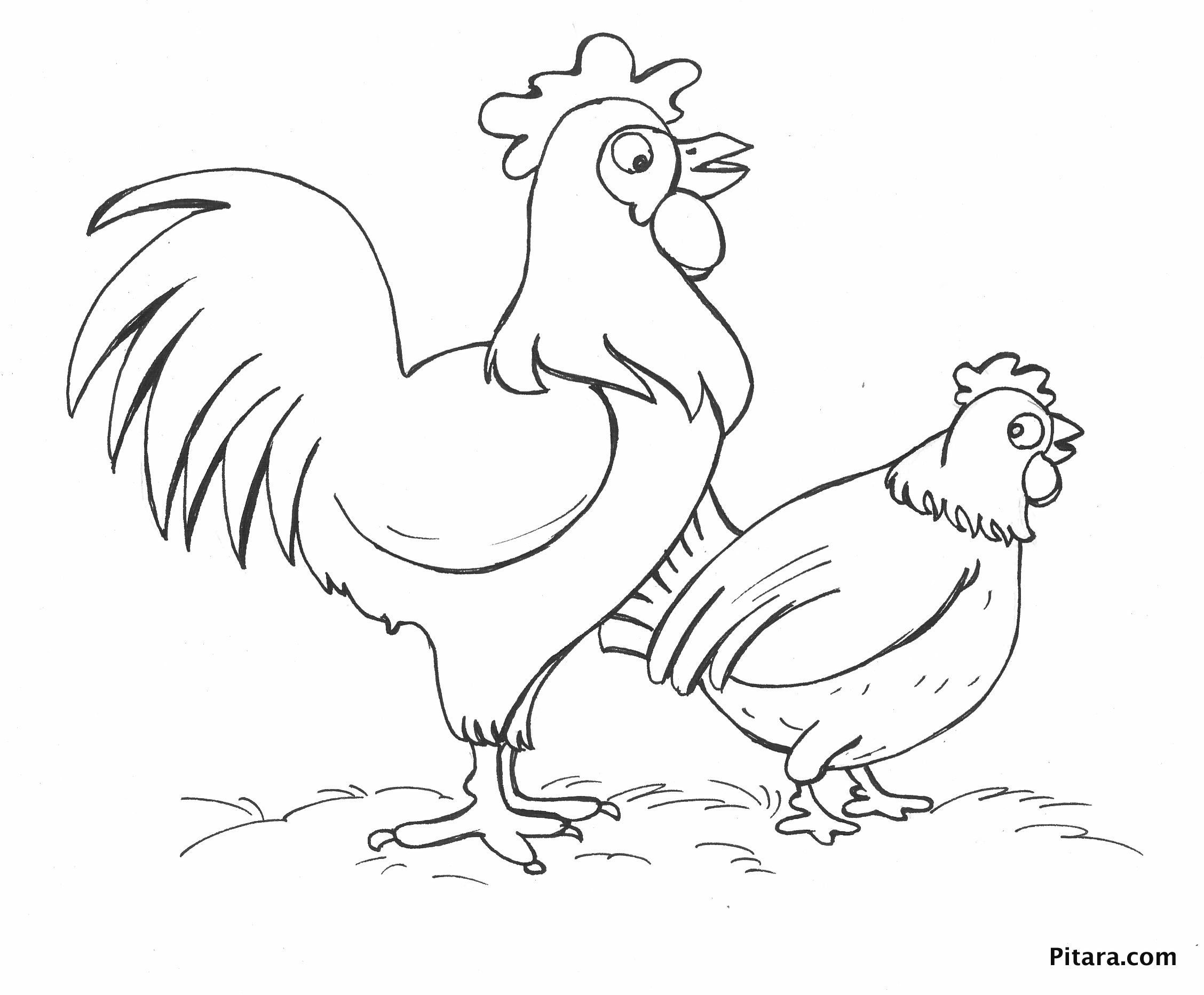 Two Chickens Coloring Page Pitara Kids Network