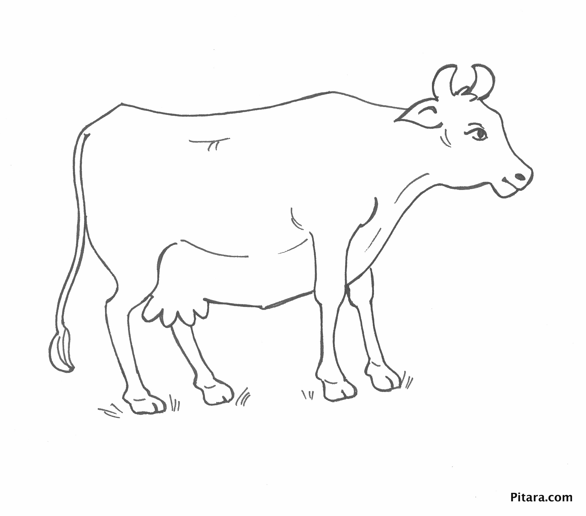 Domestic Animals Coloring Pages  Pitara Kids Network