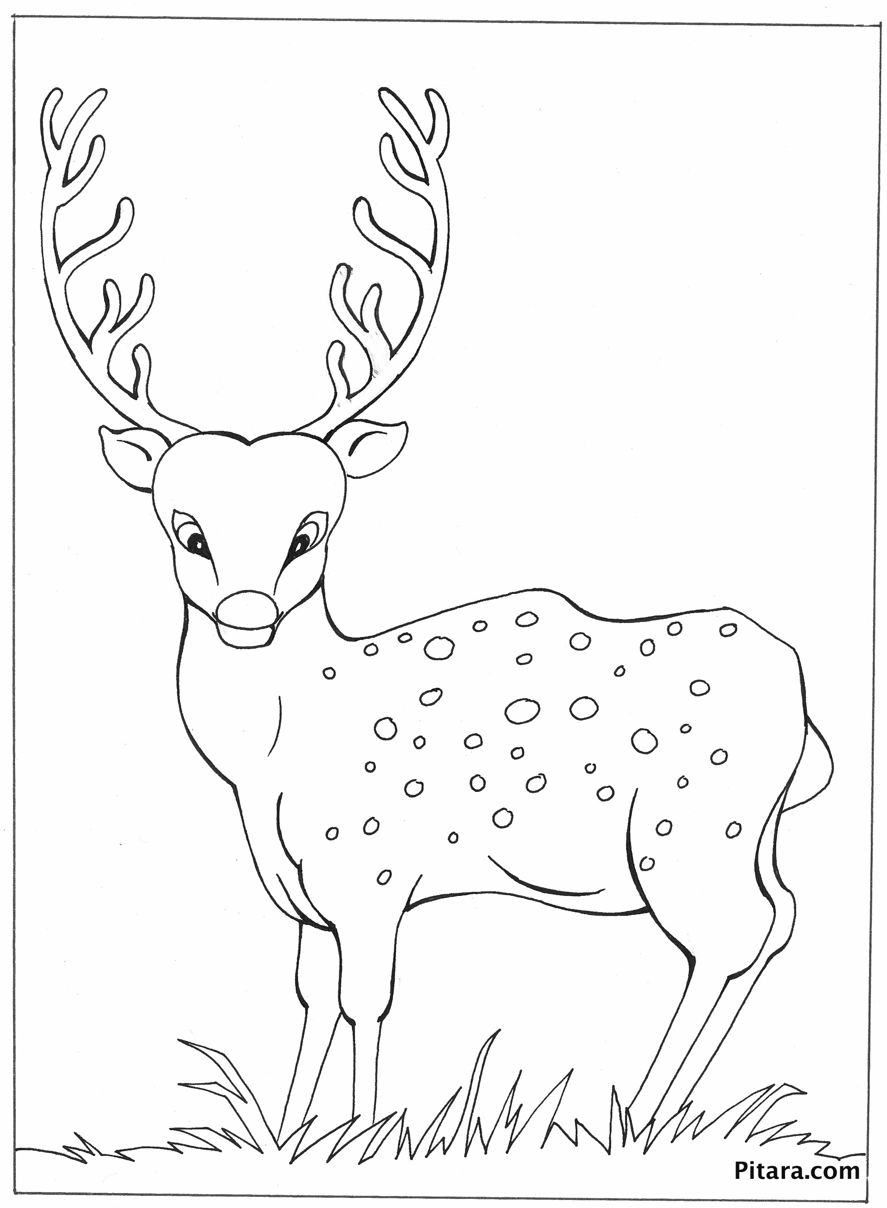 Deer – Coloring page – Pitara Kids Network