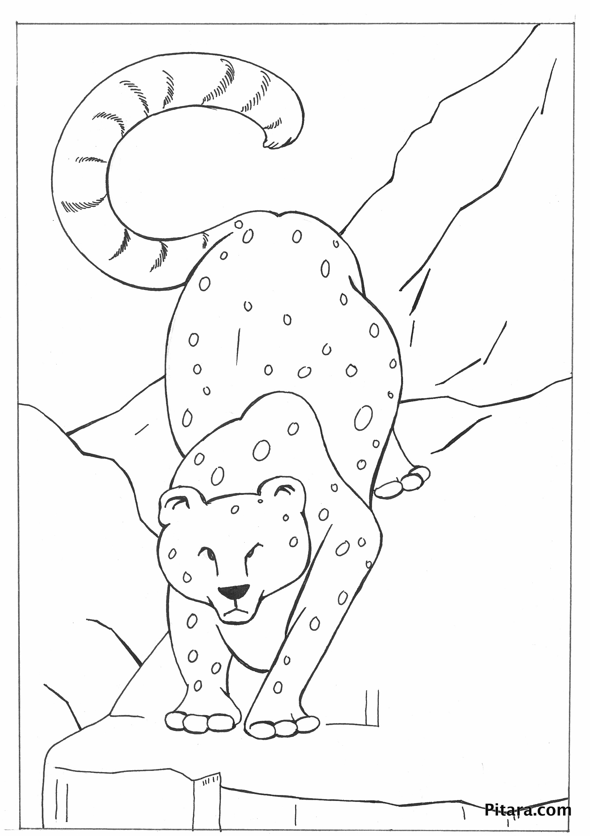 Leopard – Coloring page | Pitara Kids Network