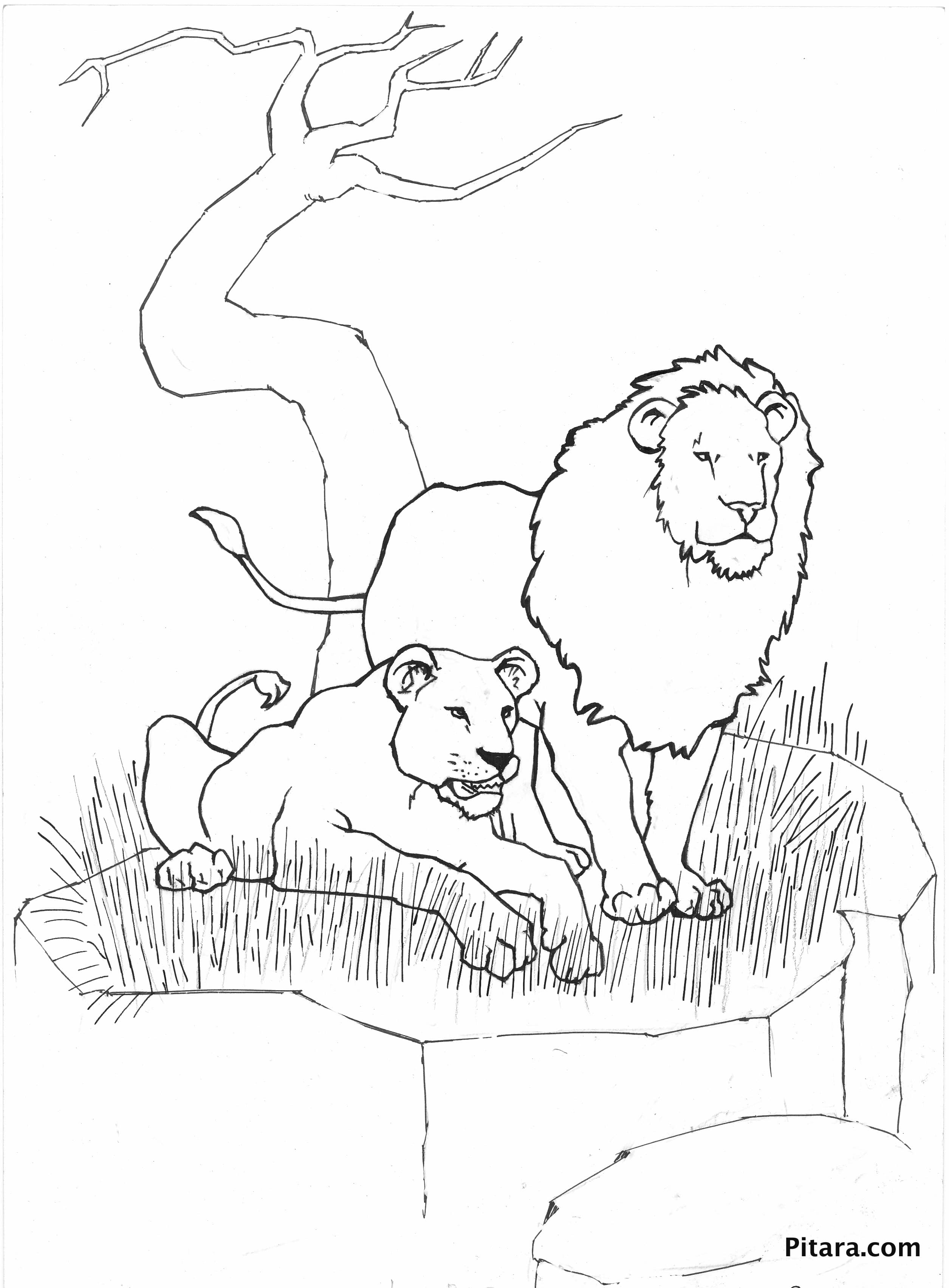 Wild Animals Coloring Pages Pitara Kids Network