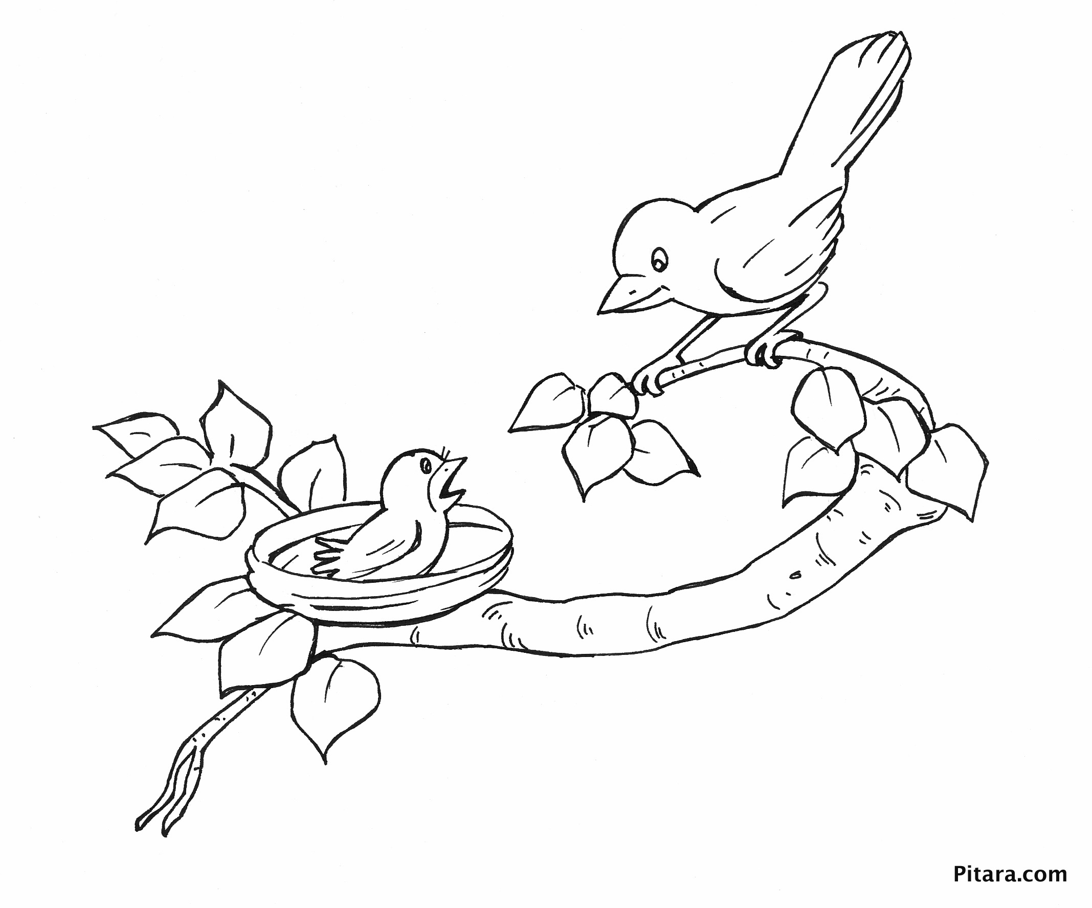 Birds Coloring Pages | Pitara Kids Network