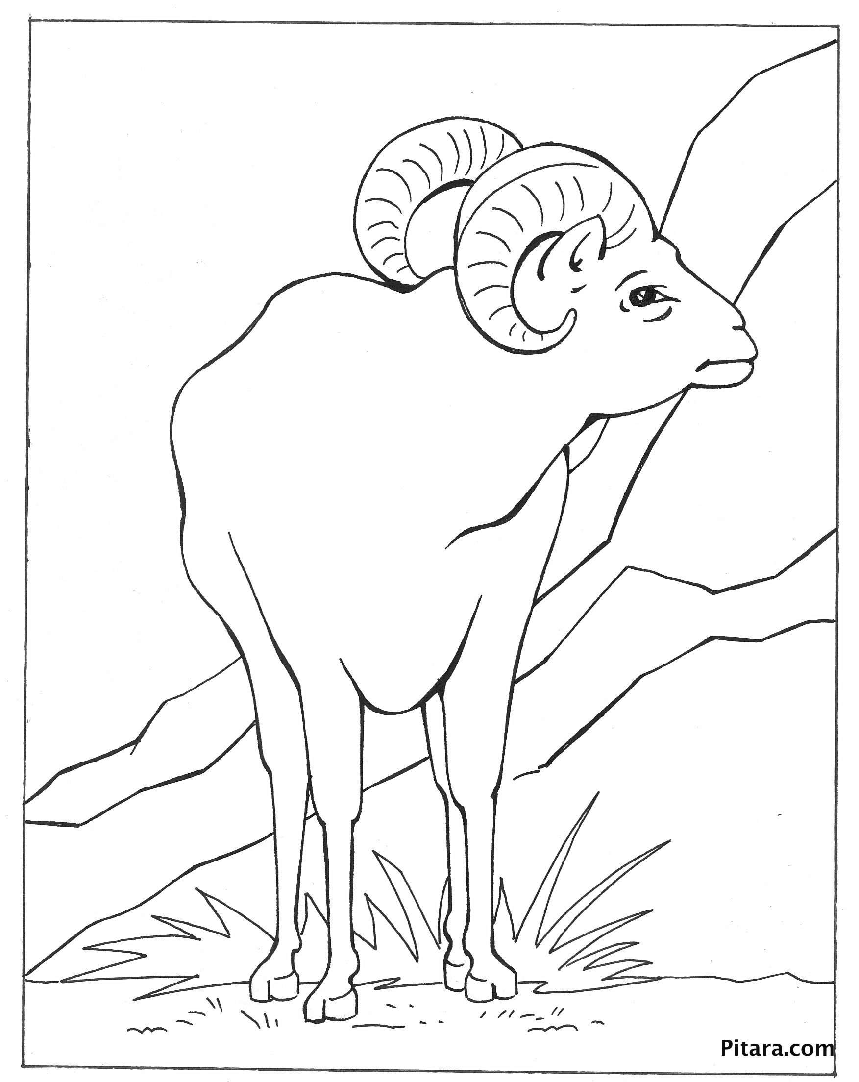 Wild Animals Coloring Pages | Pitara Kids Network