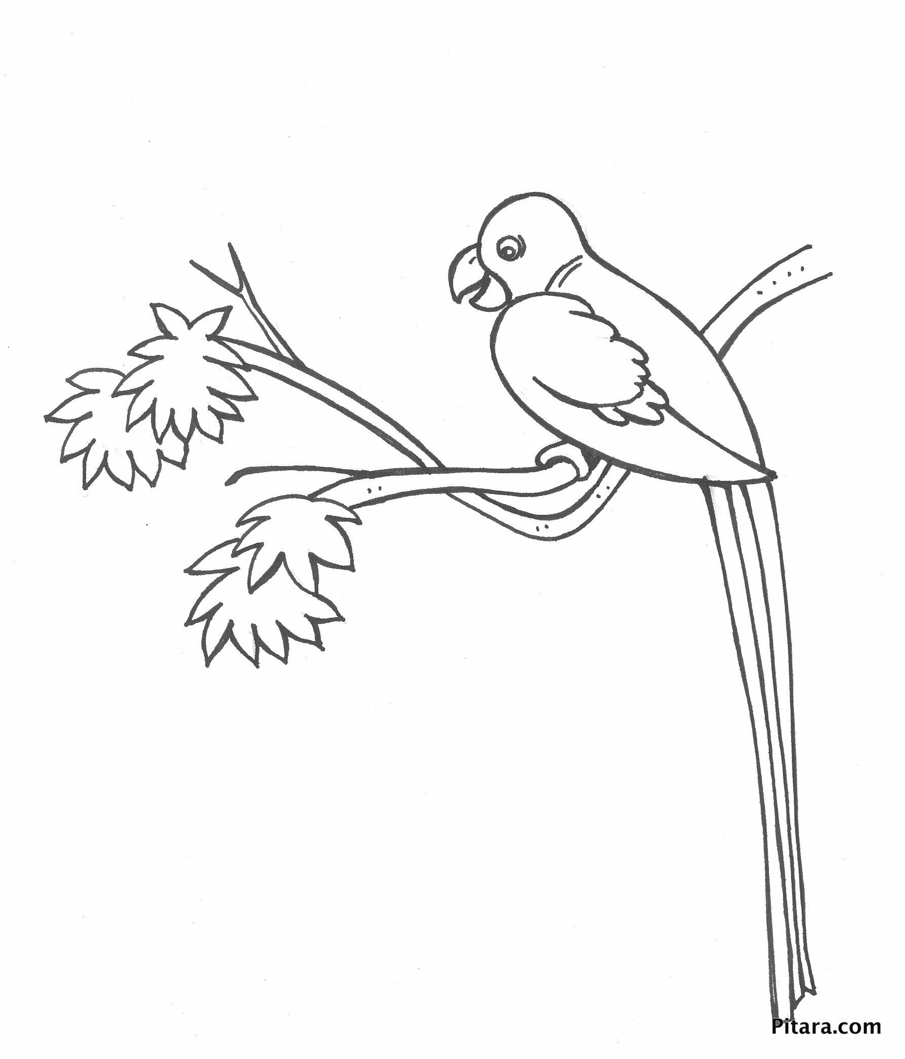 Parrot – Coloring page | Pitara Kids Network